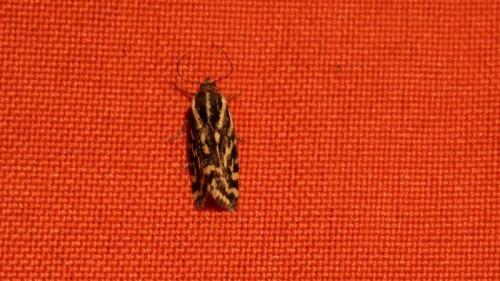 Acontia trabealis
